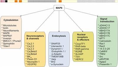 Beyond Neuronal Microtubule Stabilization: MAP6 and CRMPS, Two Converging Stories